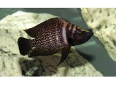 ALTOLAMPROLOGUS CALVUS BLACK PEARL 4-5