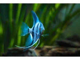 PTEROPHYLLUM SCALARE BLUE 5-6