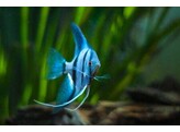 PTEROPHYLLUM SCALARE BLUE 5-6