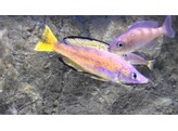 CYPRICHROMIS MICROLEPIDOTUS BEMBA 4-5