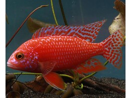 AULONOCARA RED DRAGOON 6-7  show quality 