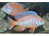 AULONOCARA ICE BLUE ALBINO 5-6