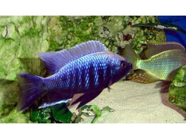 COPADICHROMIS MLOTO IVORY 5-5 5