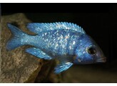 PLACIDOCHROMIS GISSELI 6-7