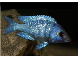 PLACIDOCHROMIS GISSELI 7-9