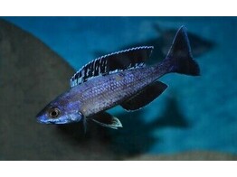 CYPRICHROMIS LEPTOSOMA MOBA 5-7