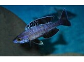 CYPRICHROMIS LEPTOSOMA MOBA 5-7