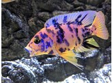 AULONOCARA SP. OB MARMELADE CAT 8-10