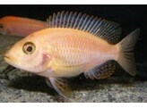 AULONOCARA STRAWBERY SUPER COLOR FEMALE 7-8