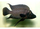 ALTOLAMPROLOGUS CALVUS BLACK PECTORALE 4-5