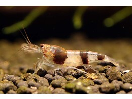 CARIDINA SP. bumblebee 1-1 5