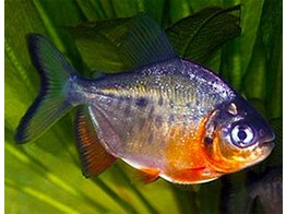 COLOSSOMA BRACHYPOMUM 4-5