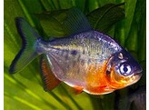 COLOSSOMA BRACHYPOMUM 4-5