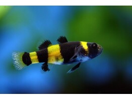 BRACHYGOBIUS DORIAE 1-1 5