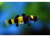BRACHYGOBIUS DORIAE 1-1 5
