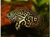 ASTRONOTUS OCELLATUS TIGER 5-6