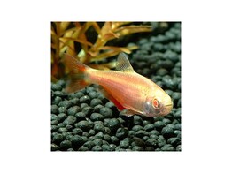 HEMIGRAMMUS CAUDOVITTATUS GOLD 4 - 5