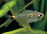 HEMIGRAMMUS OCELLIFER 3