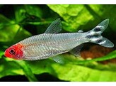HEMIGRAMMUS RHODOSTOMUS 3