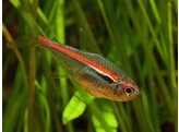 HYPHESSOBRYCON AMAPAENSIS 2