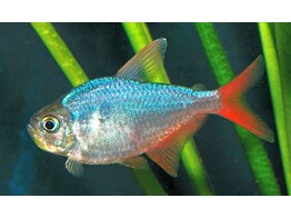 HYPHESSOBRYCON ECUADORIENSIS/COLUMBIANA 3 5-4
