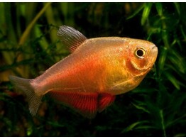 HYPHESSOBRYCON FLAMMEUS ORANGE 2
