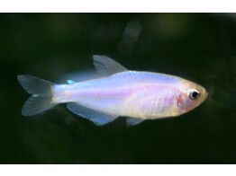 INPAICHTHYS KERRI GOLD/PINK 2 5 - 3