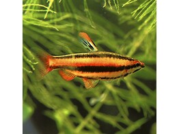 NANNOSTOMUS MARGINATUS 1 5 - 2