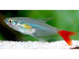 PRIONOBRAMA FILIGERA 4