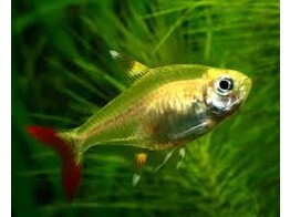 PRISTELLA MAXILLARIS GOLD 2