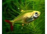 PRISTELLA MAXILLARIS GOLD 2