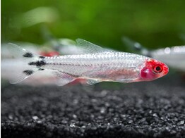 HEMIGRAMMUS RHODOSTOMUS DIAMOND 2 5