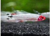 HEMIGRAMMUS RHODOSTOMUS DIAMOND 2 5
