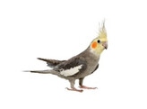 Nymphicus hollandicus Handtam/Apprivoisee
