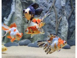 Carassius auratus Telescope Mix AA-grade 6-7