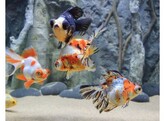 Carassius auratus Telescope Mix AA-grade 6-7