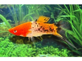 Xiphophorus helleri tricolor L