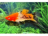 Xiphophorus helleri tricolor L