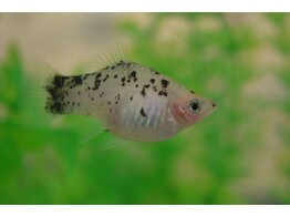 Xiphophorus maculutus Salt   Pepper Platy L
