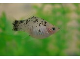 Xiphophorus maculutus Salt   Pepper Platy L