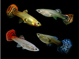Poecilia reticulata Guppy Female Cobra Mix L