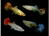 Poecilia reticulata Guppy Female Cobra Mix L