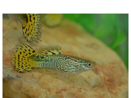Poecilia reticulata male Cobra green L