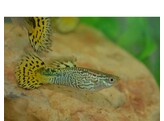 Poecilia reticulata male Cobra green L