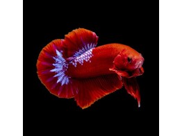 Betta plakat hellboy male L