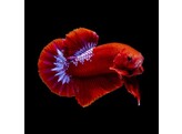 Betta plakat hellboy male L