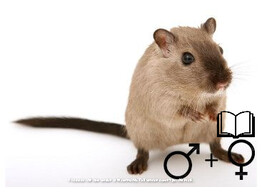 Gerbil beide geslachten   certificaat