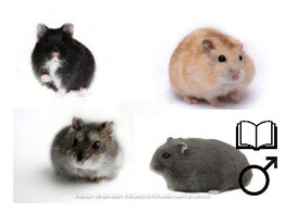 Russische hamster mix man   certificaat