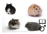 Russische hamster mix man   certificaat