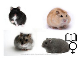 Russische hamster mix vrouw   certificaat